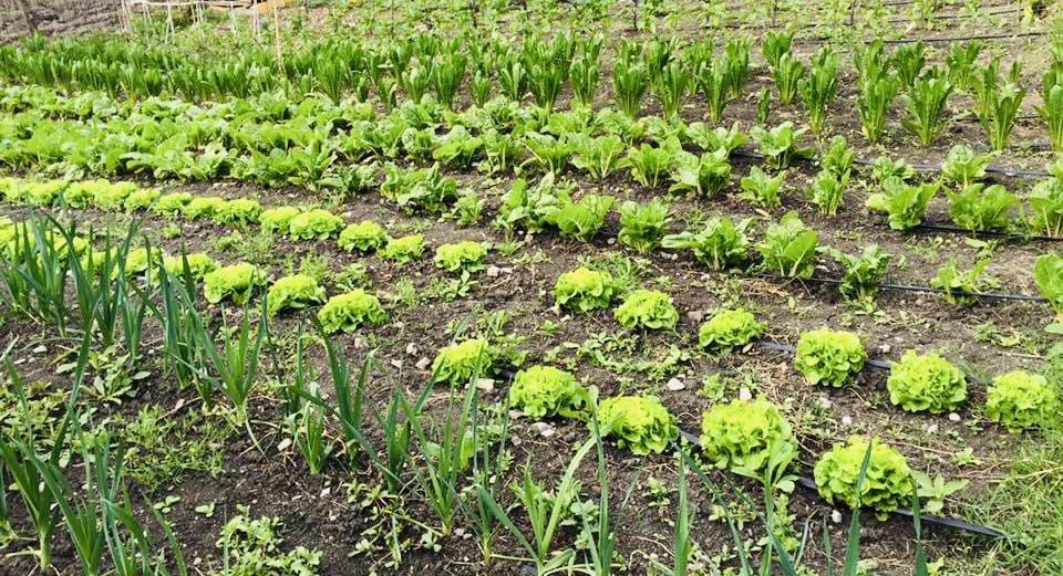 La Palazzina di Ciagnano - Osteria, Az. Agricola, Prodotti KM 0 vicino a Bologna