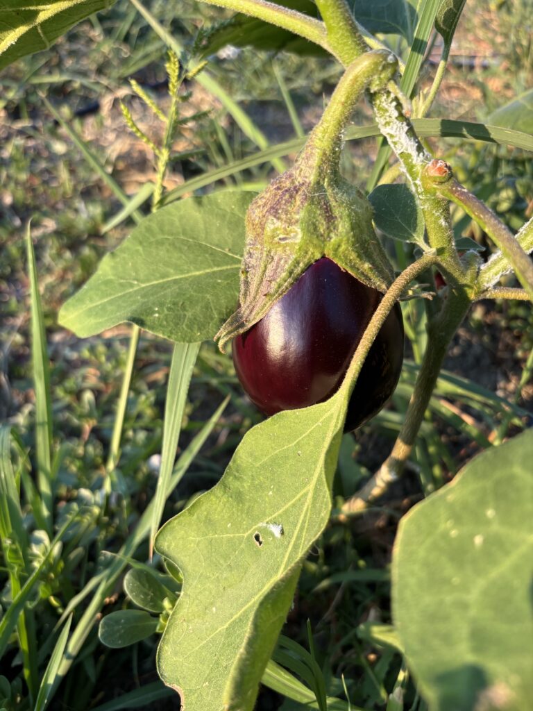 La Palazzina di Ciagnano - Osteria, Az. Agricola, Prodotti KM 0 vicino a Bologna